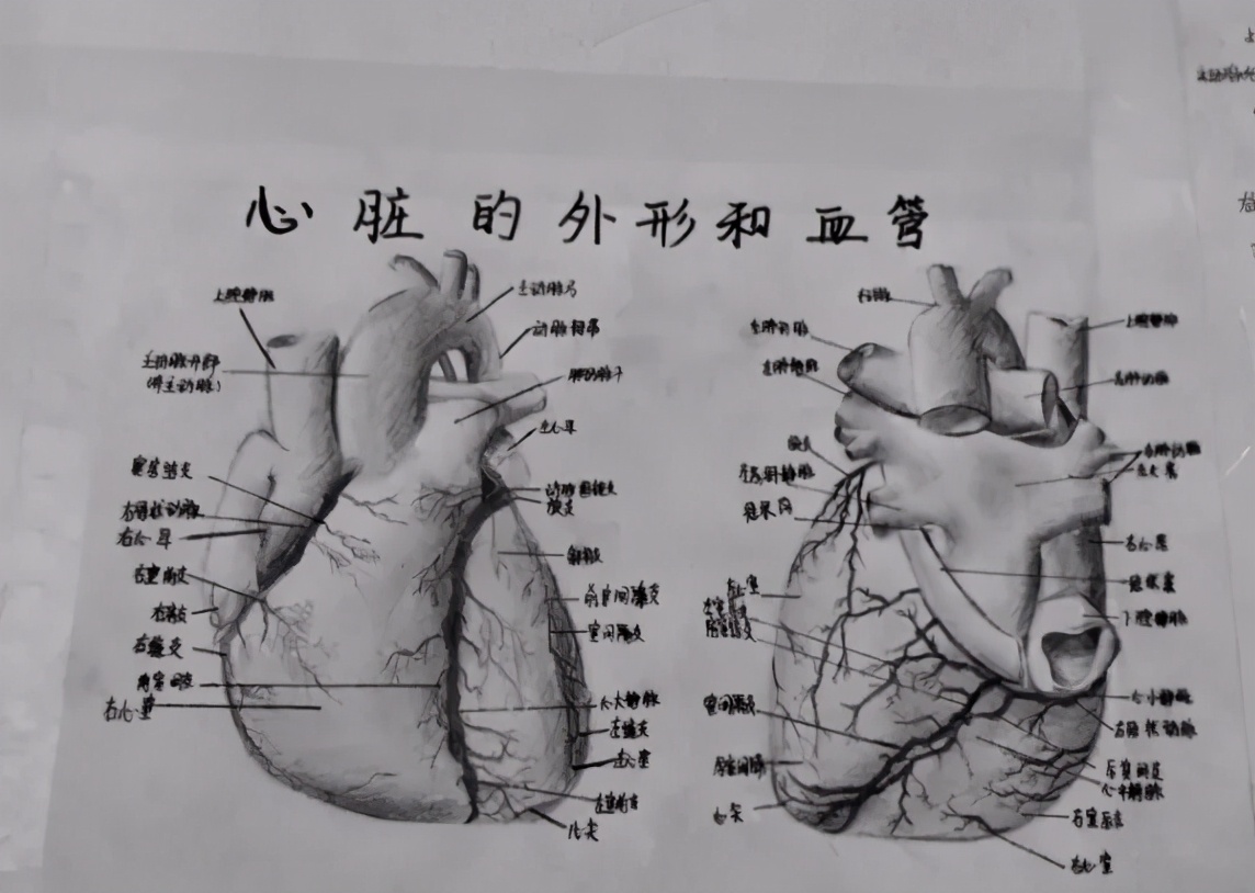 如果护士有段位,假如口腔护士有段位