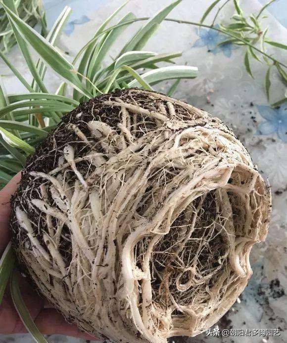 吊兰用什么样的花盆养最好活得快,吊兰根把花盆撑破