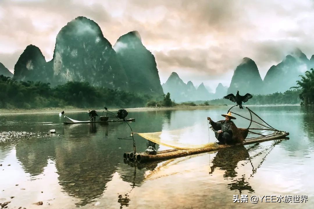 鱼鹰老人：可不可以，不要忘了我们