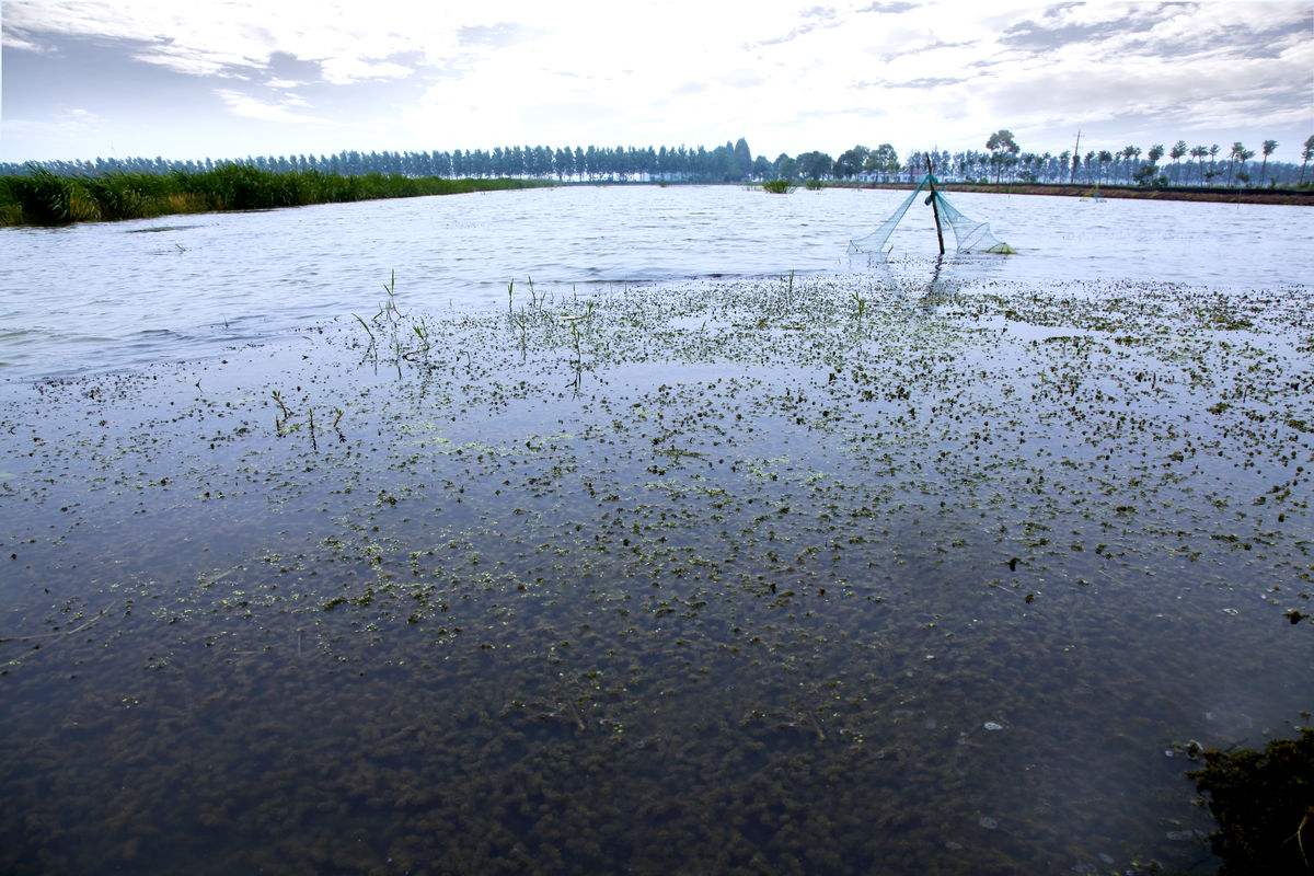 养殖小龙虾应注意以下几点,小龙虾高效养殖与疾病防治