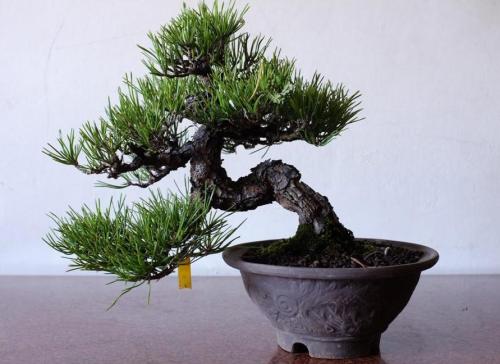 怎样提高裸根黑松存活 (黑松下山桩采挖时需修剪吗)