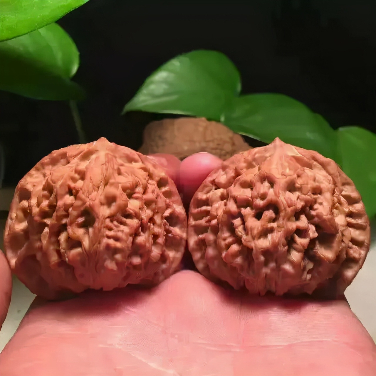 油亮如漆，盘核桃的小技巧