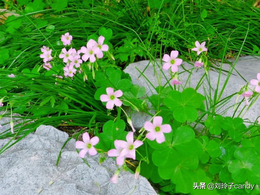 苔花如米小也学牡丹开是什么意思,苔花如米小也有牡丹香是什么含义