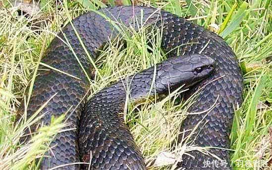 最凶残的毒蛇是谁,全球攻击性最强的毒蛇
