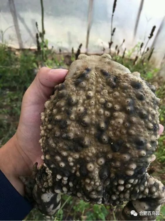 祝大家初五迎财神迎幸福,祝家人和朋友们初五迎财神