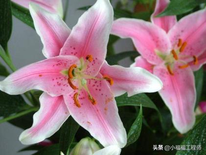 百合里面最香的品种是哪个,哪个品种的百合药用价值高