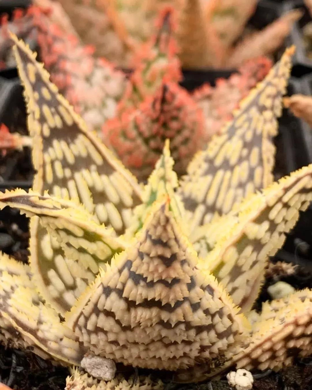 园艺观赏芦荟,园艺芦荟图鉴说明