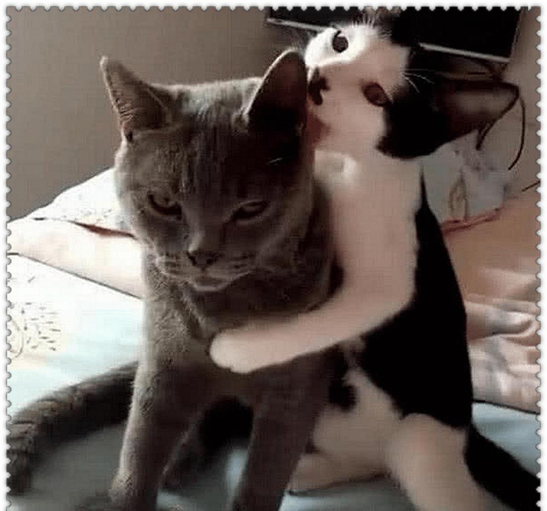 蓝猫母猫绝育后什么样,蓝猫被绝育的视频