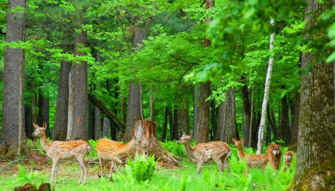白山之夏旅游,白山4天旅游攻略