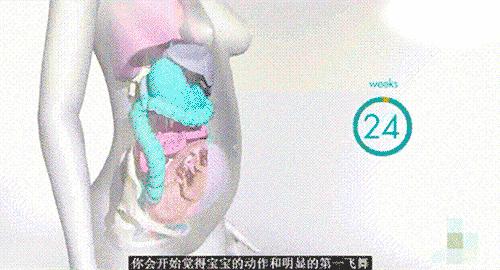 怀孕后多久出现胎动？正常的胎动次数是多少？如何数胎动？