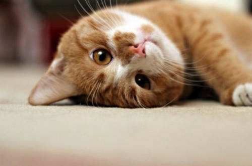 猫咪绝育和不绝育的利弊,辟谣猫咪并非黑夜都能看得清