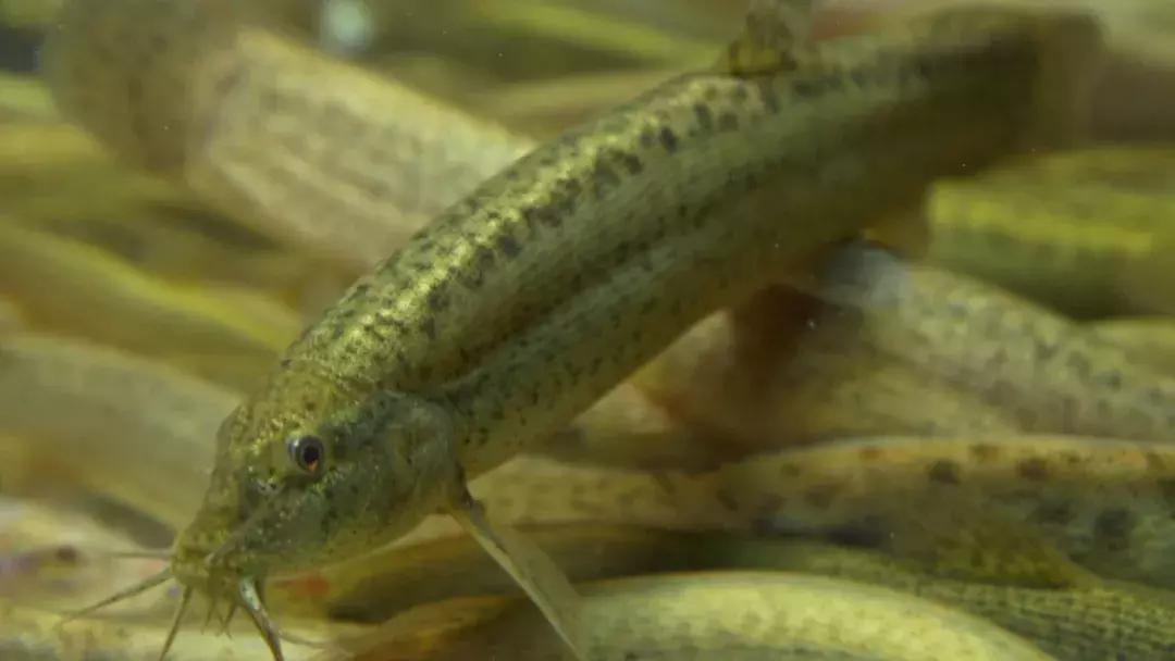 养泥鳅10万元赚40万,废旧坑塘养泥鳅一年能挣20万