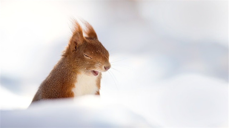 松鼠什么季节脱毛最好,松鼠脱毛