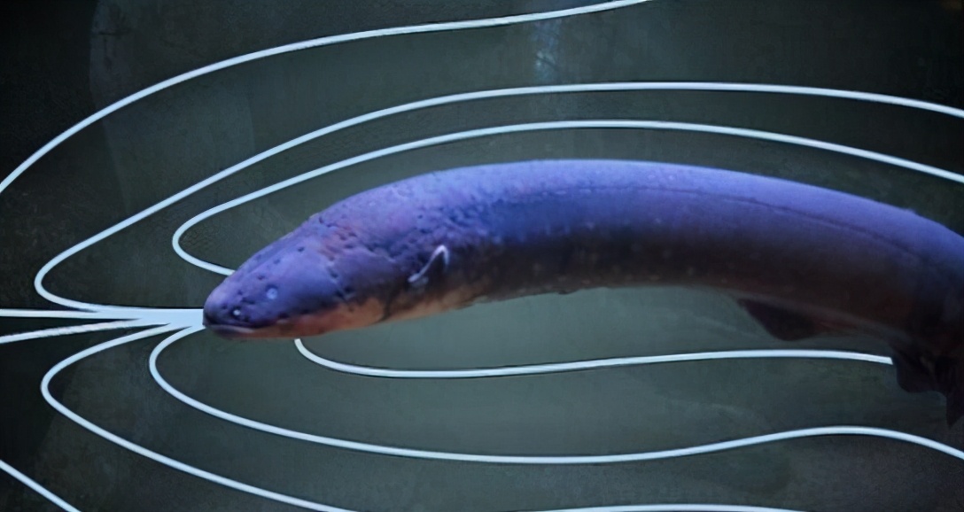 寄生虫会被寄生虫寄生吗？屎壳郎会推自己的屎吗？蛆身上会生蛆吗