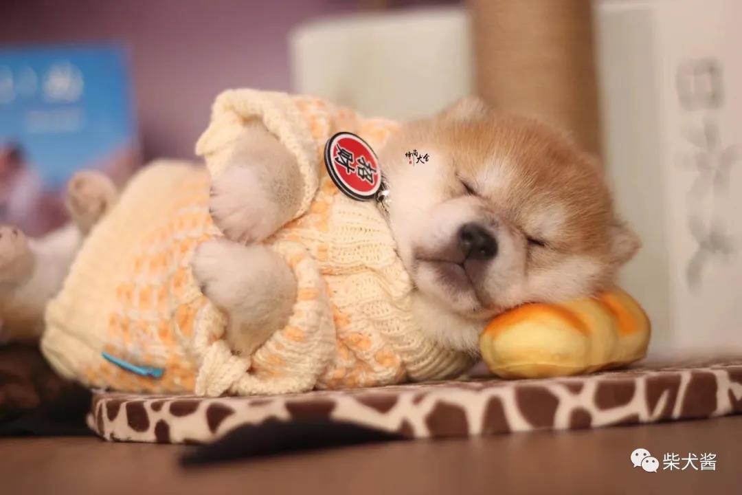 两千多的柴犬可以买吗,几百元能买纯的柴犬吗