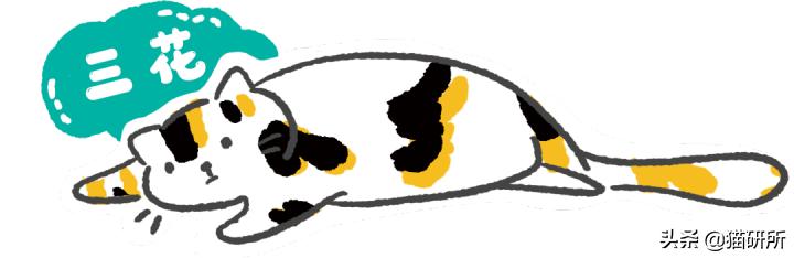 各种花色的猫在古代怎么称呼,猫咪在古代有哪些称呼呢