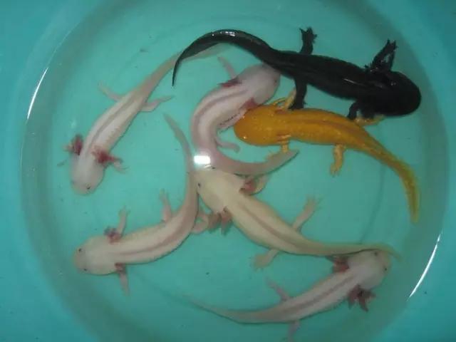 奇特尾巴的龙鱼图片,背鳍变异龙鱼图片