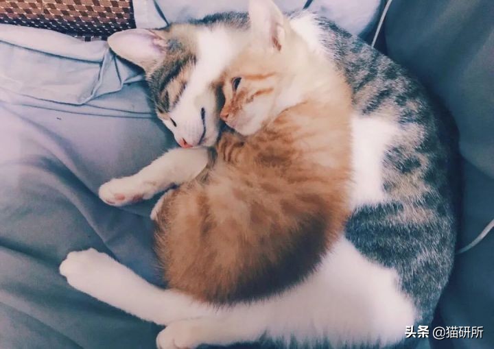 为什么猫咪那么傲娇还有人喜欢,猫咪这么可爱怎么有人舍得伤害