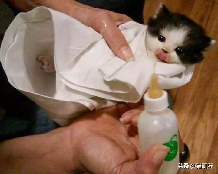 流浪小奶猫被带走猫妈妈会伤心吗,小奶猫会因为什么原因死亡