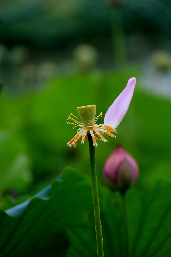 荷花朵朵；青山吹奏-《绿岛小夜曲》「F调」半音阶口琴演奏