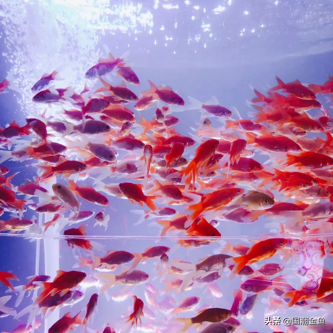 它曾是家家户户院里的“小宠儿”，那些时代是否已经一去不复返？