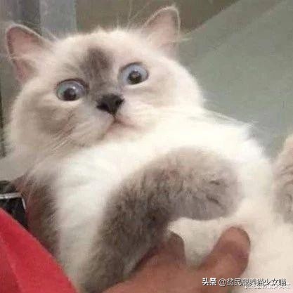 猫咪拉稀说是猫瘟,猫咪拉稀已经好了还吃处方粮吗