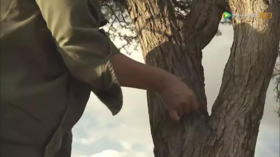 跟狮子抢肉，怼非洲鬣狗，看硬核“平头姐”成长史！