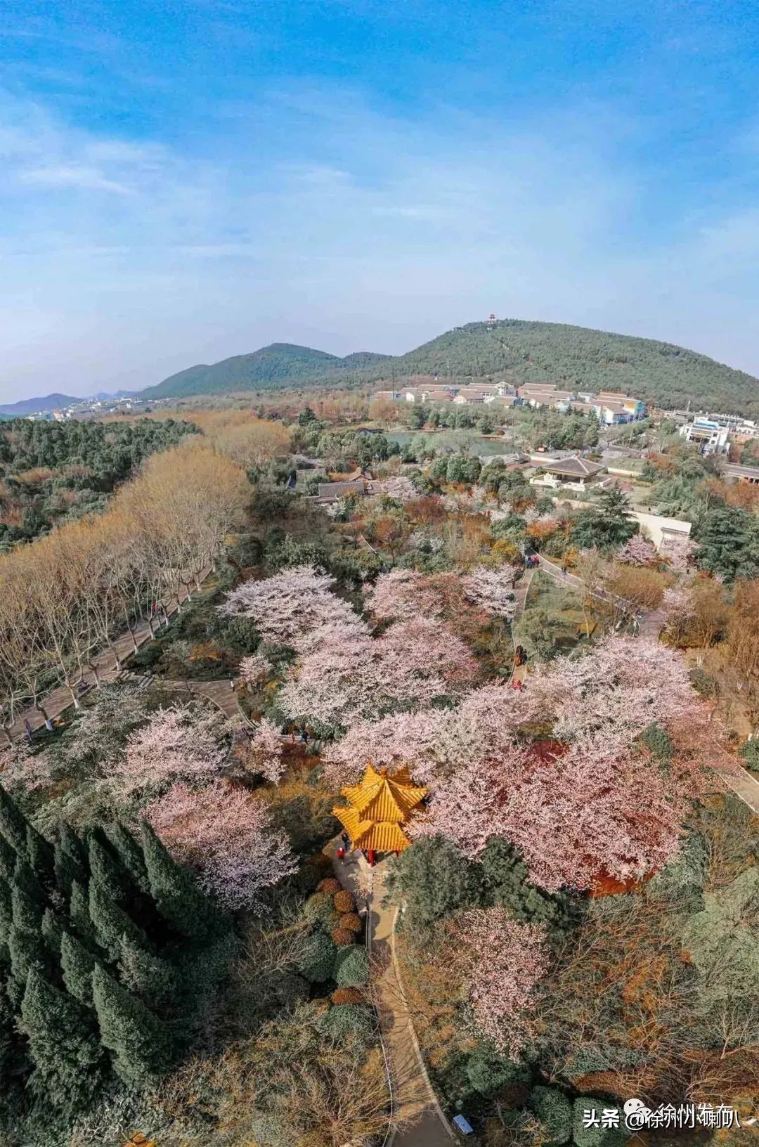 徐州彭祖园樱花节几号开始,徐州彭祖园樱花树开的太美了