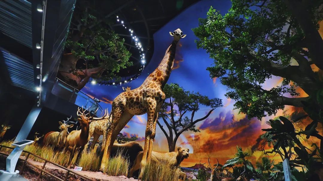 青岛贝林自然博物馆,青岛贝林博物馆门票优惠政策