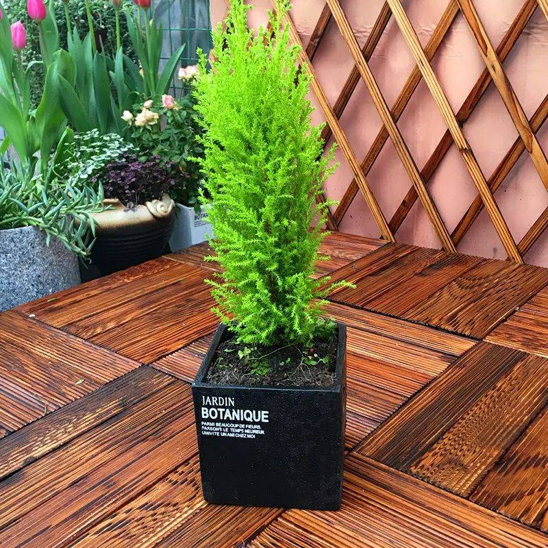 适合懒人养的旺财室内花,家里养这几款花卉太好养