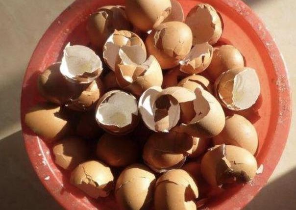 绿萝叶子发黄用营养液还是肥料好,绿萝用了肥料叶子发黄怎么办