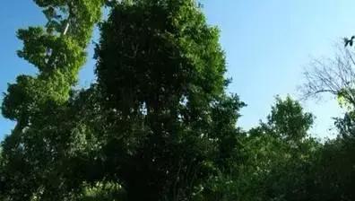 普洱茶藤条分布在哪里,普洱茶的茶山分布之四大茶区