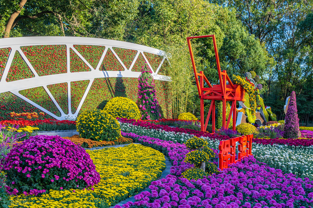 重阳节赏菊花的介绍,赏菊打卡好去处