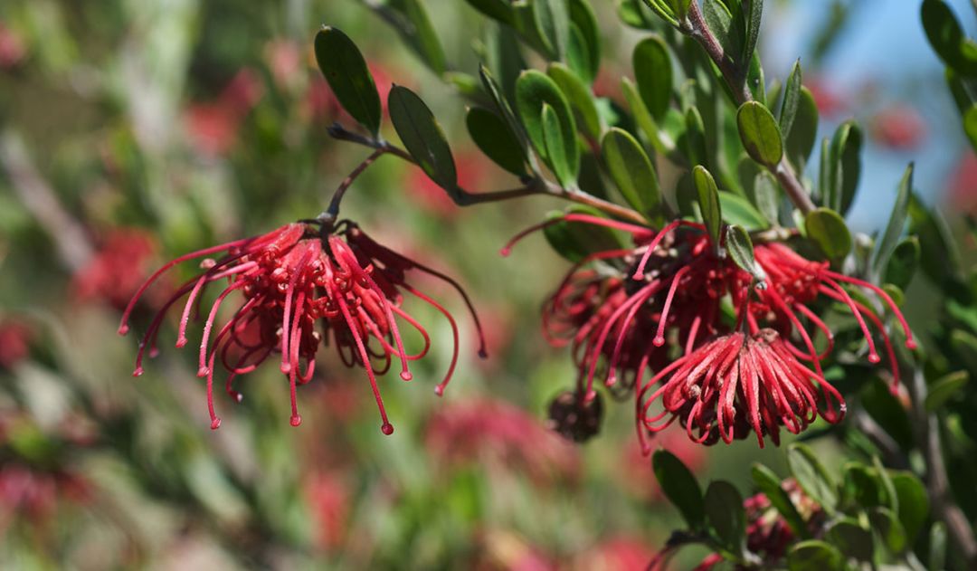 鏈堜寒鏄熷骇鎬庢牱搴斿璐熼潰鎯呯华,鏈堜寒鏄熷骇鎯呯华鐤楁剤