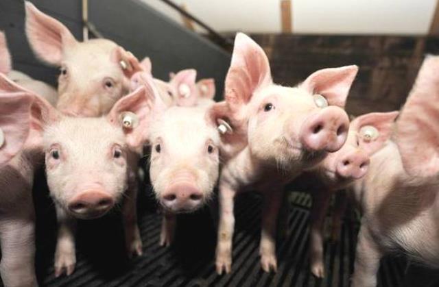 养猪想要赚钱做到以下四点,养猪如何才能赚钱
