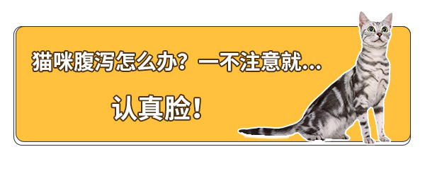 猫咪腹泻拉稀吃什么药好,猫咪拉肚子要怎么喂益生菌