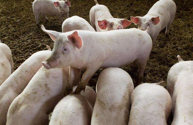 猪瘟是什么症状,养殖技术防治猪瘟疫情视频