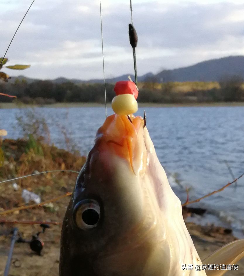欧鲤钓各种钓组优势,话说欧鲤钓之铅坠篇