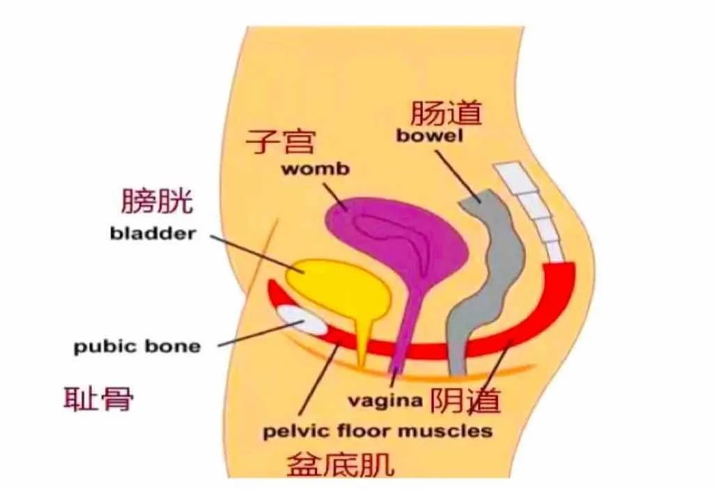 产后漏尿难言之隐,孕后漏尿需要多久可以改善