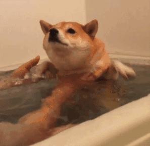 小猫打针后死了,小猫打了狂犬疫苗还会得病吗