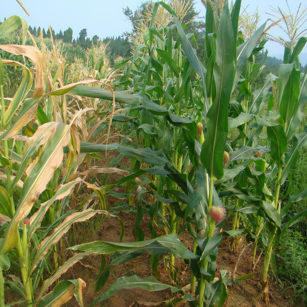 区分病害和肥害可以通过哪些指标,怎么识别作物肥害