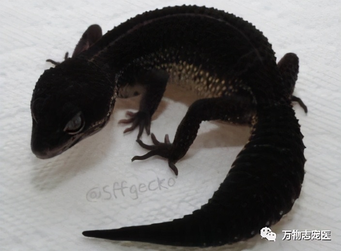 新宠到家,新宠到家注意事项