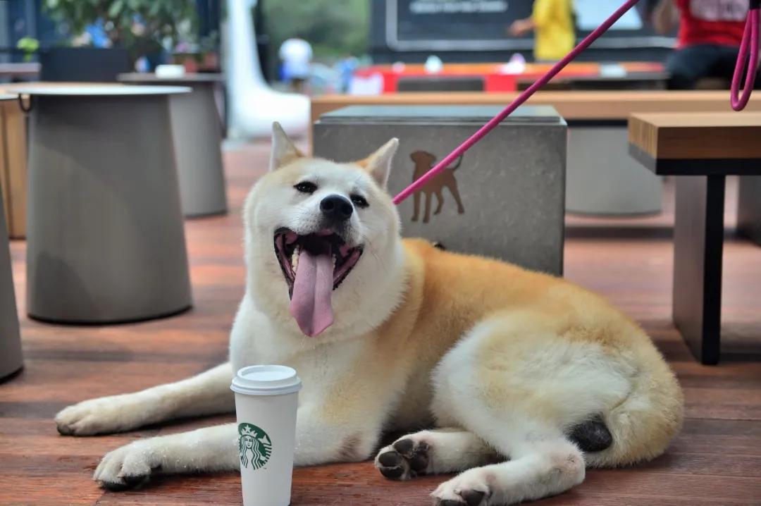 给宠物看病才真费钱,宠物看病贵吗多少钱