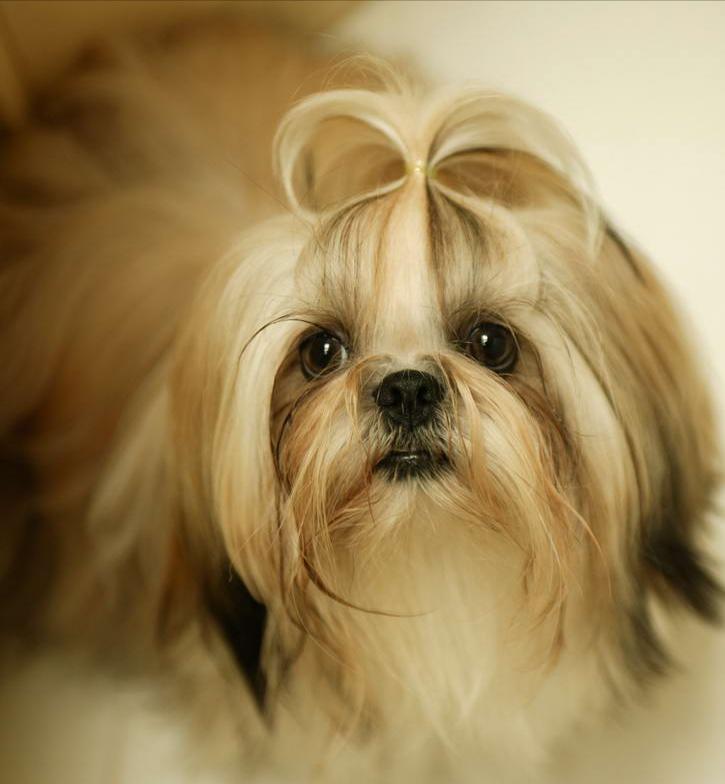 狗狗治疗泪痕有效,有泪痕的狗狗怎么才能去掉泪痕