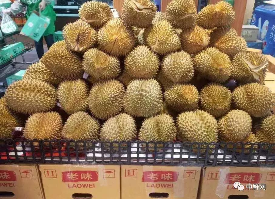 水果生飞虫难治?防治果蝇的实用方法