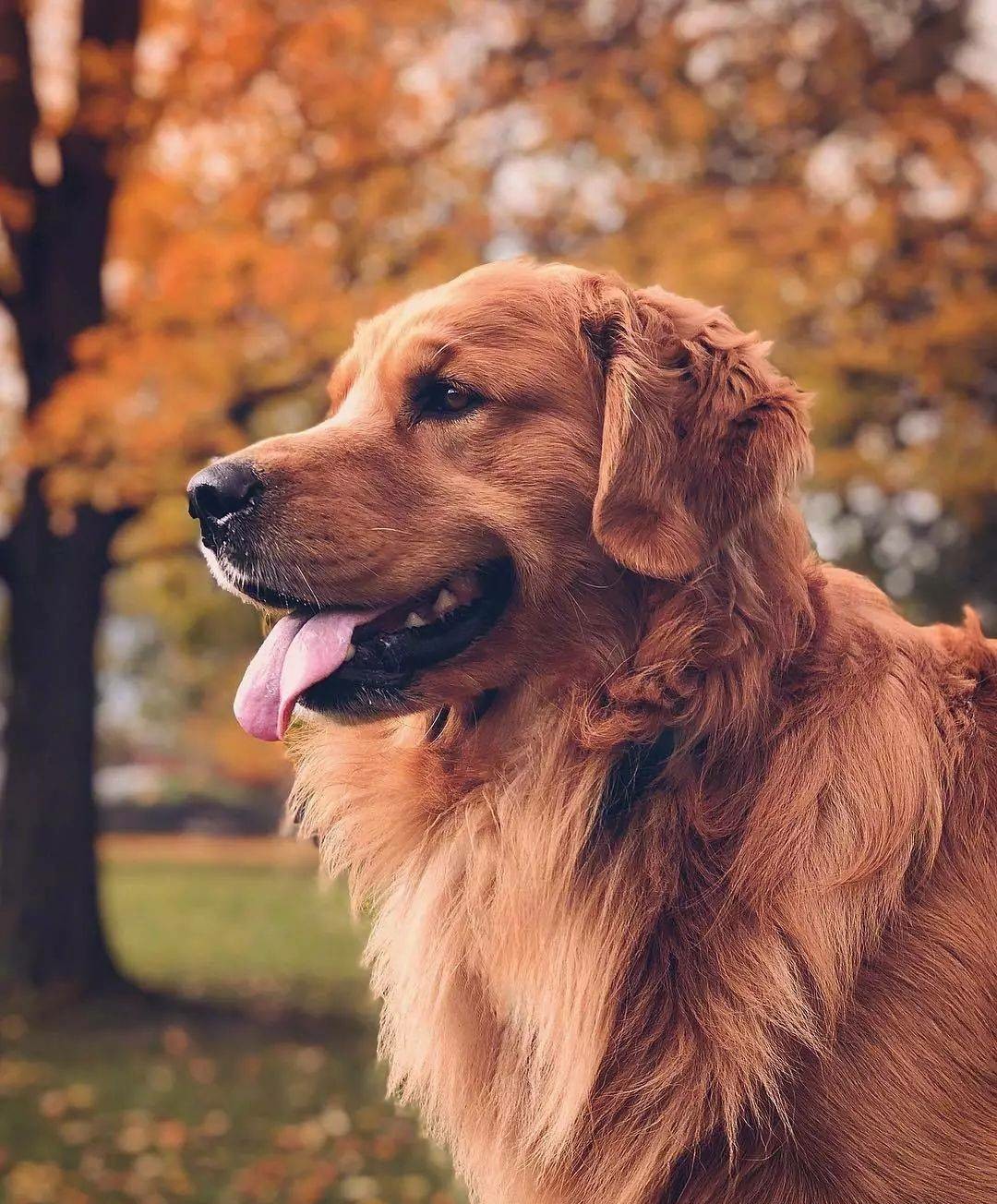 绘画参考素材狗可爱,绘画土狗图片