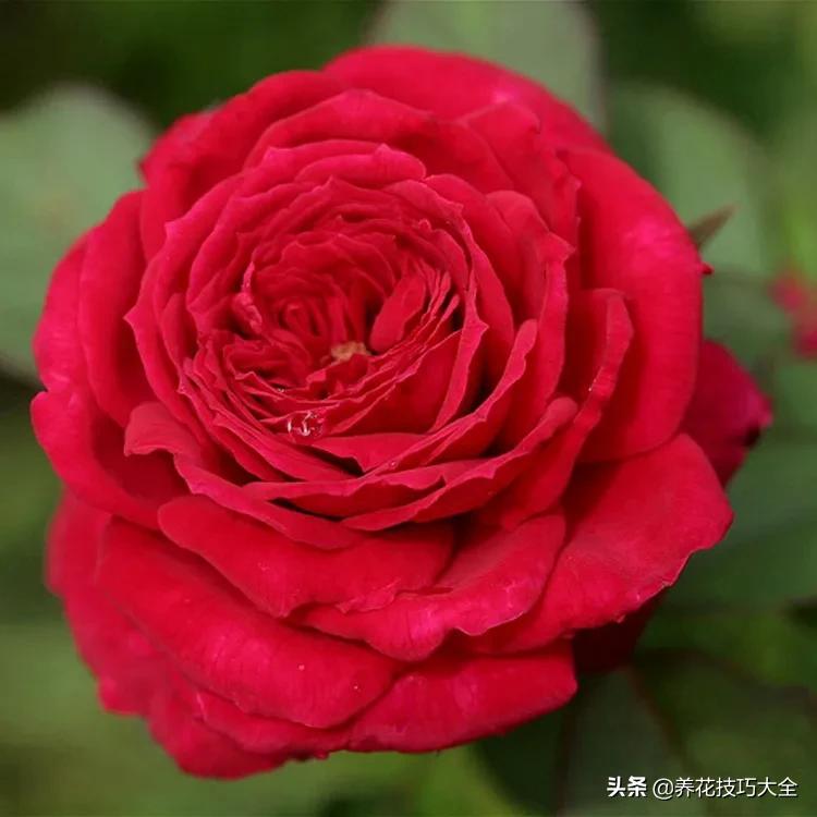 四季开花的月季又香又好养有几种,最漂亮10种盆栽月季