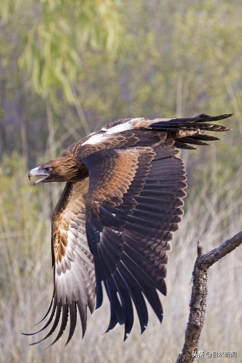 金雕猛禽排名,猛禽战斗力排行榜第一名