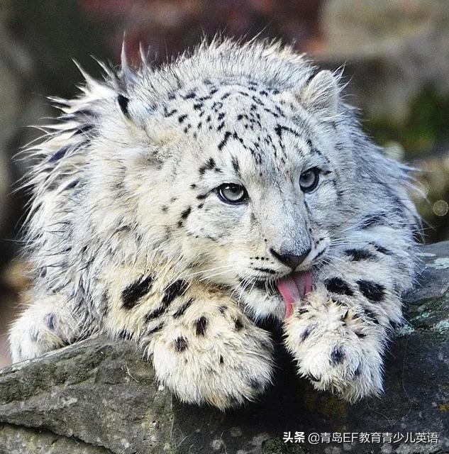 人类与动物的正确相处方式,为野生动物向人类发声