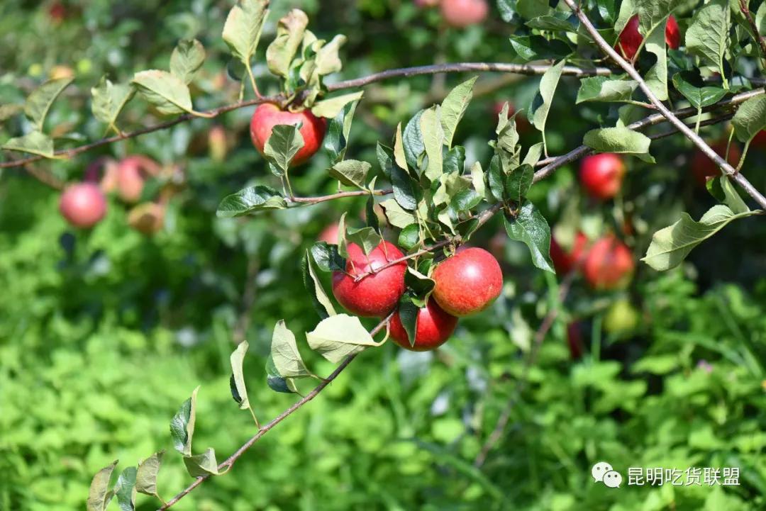 自驾29分钟到，昆明边大片红将军成熟可摘，1口糖心甜蜜又多汁